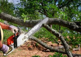 Best Commercial Tree Services  in Barstow, CA