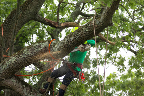 Best Fruit Tree Pruning  in Barstow, CA