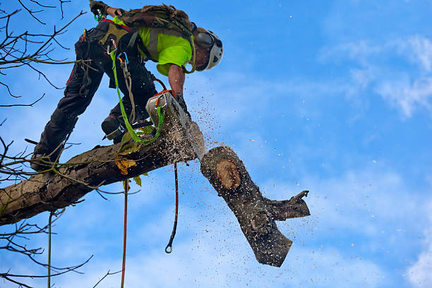 Best Seasonal Cleanup (Spring/Fall)  in Barstow, CA