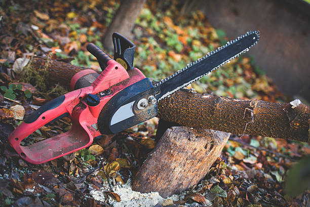 How Our Tree Care Process Works  in  Barstow, CA